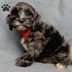 Bentley, Cockapoo Puppy